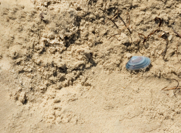 yhteinen nilviäinen kuori eristetty hiekkaan. Hiekka luonnollinen tausta - Valokuva, kuva