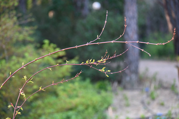 De Japanse esdoorn ("Acer japonicum") is een esdoorn uit de familie van de esdoorns (Aesdoorns).. - Foto, afbeelding