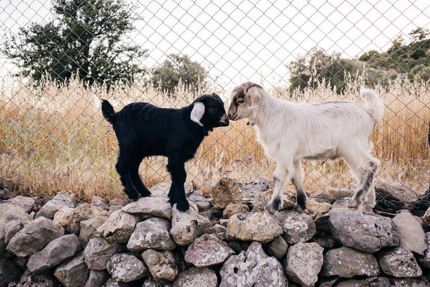 フェンスの上のかわいい小羊. 高品質の写真 - 写真・画像