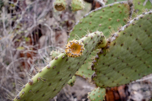 Close-up view of cactus growing at Galapagos Islands, Ecuador - Φωτογραφία, εικόνα