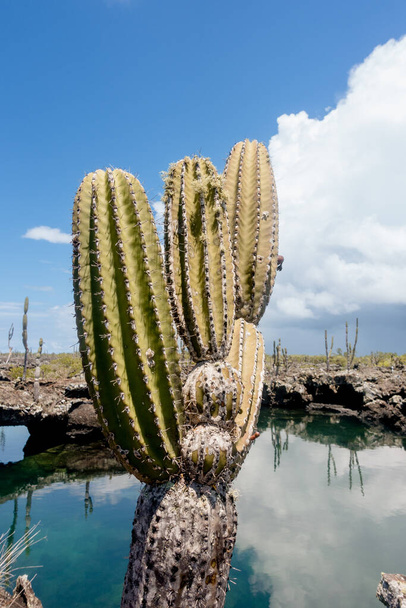 Beautiful view at succulents and green vegetation Las Tintoreras, Galapagos Islands, Ecuador - Φωτογραφία, εικόνα