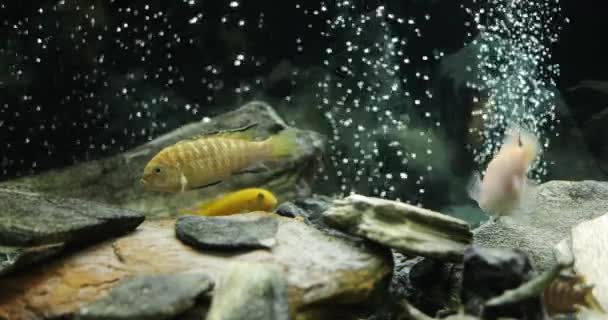 Slow Motion Of Fish Swimming In Tropical Freshwater Aquarium. Malawi Peacock and Cichlids in fish tank. - Footage, Video