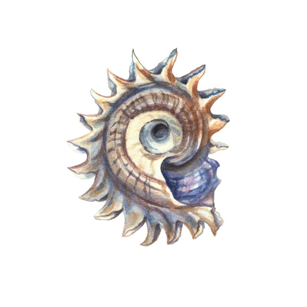 Sea shell. Underwater life object isolated on white background. Hand drawn watercolor illustration. Clip art. Can be used for posters, textile souvenirs, labels, websites, postcards, stickers, flyers - Фото, изображение