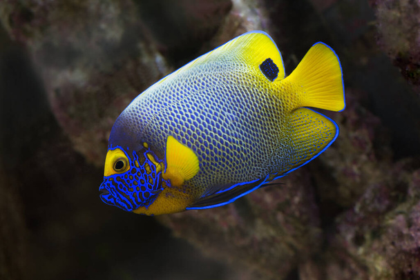 Modrovlasý císař mořská ryba v mořském akváriu  - Fotografie, Obrázek
