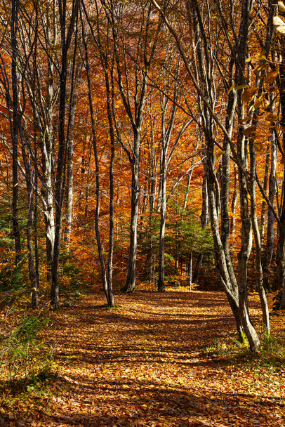 Leaf fall in the  mountain forest. Golden autumn in mountain forest, covered fallen leaves. Carpathians. Ukraine - Valokuva, kuva