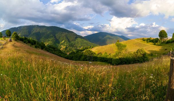 Wonderful panoramic view field of wild flowers by summertime. Area of the Carpathian Mountains above Kamyanka Mountain, Synevir pass. Ukraine.  - Photo, Image
