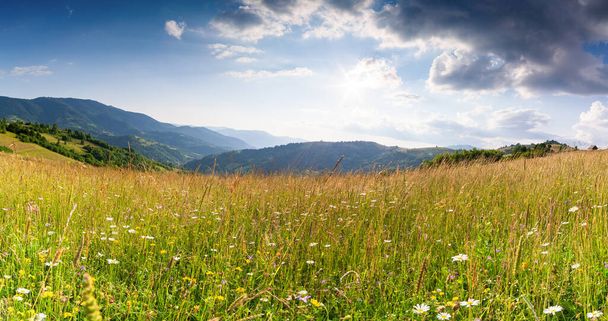 Magnifique vue panoramique champ de fleurs sauvages d'ici l'été. Région des Carpates au-dessus de la montagne Kamyanka, col du Synevir. Ukraine.  - Photo, image