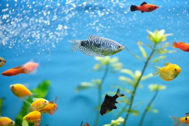 緑の熱帯植物と深い青い水の水族館でカラフルなエキゾチックな魚の水泳 - 写真・画像