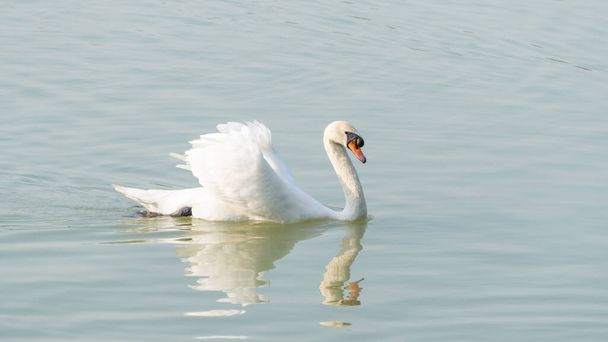 湖で白鳥が泳ぐ. - 写真・画像