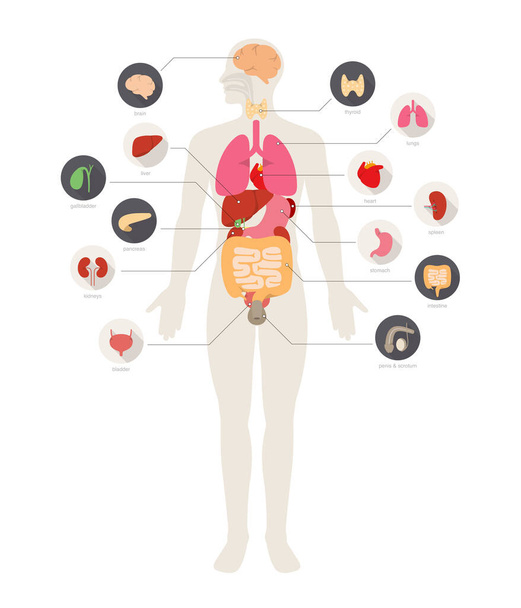 Homem Órgãos Internos Cartaz Infográfico - Vetor, Imagem