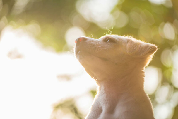 Aranyos labrador retreiver kiskutya áll fel a lombozat fény bokeh naplementekor. Imádnivaló kutya vagy kisállat a parkban másolás hely szöveg. - Fotó, kép