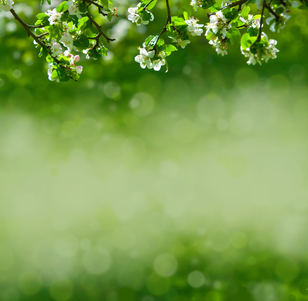 Flores de manzana
 - Foto, Imagen