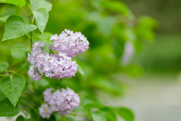 Branch with blooming lilac flowers. Spring lilacs flowers on a blurred background. Nature background. Copy space - Photo, image