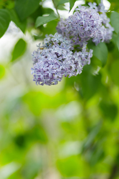 Branch with blooming lilac flowers. Spring lilacs flowers on a blurred background. Nature background. Copy space - Photo, image