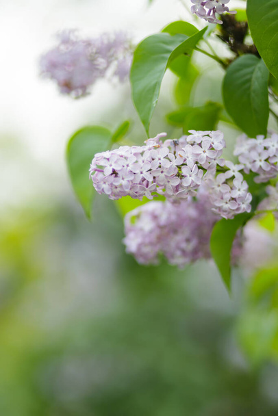 Branch with blooming lilac flowers. Spring lilacs flowers on a blurred background. Nature background. Copy space - Foto, Imagem