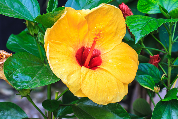 Hibiscus flowers are a genus of flowering plants in the mallow f - Photo, Image