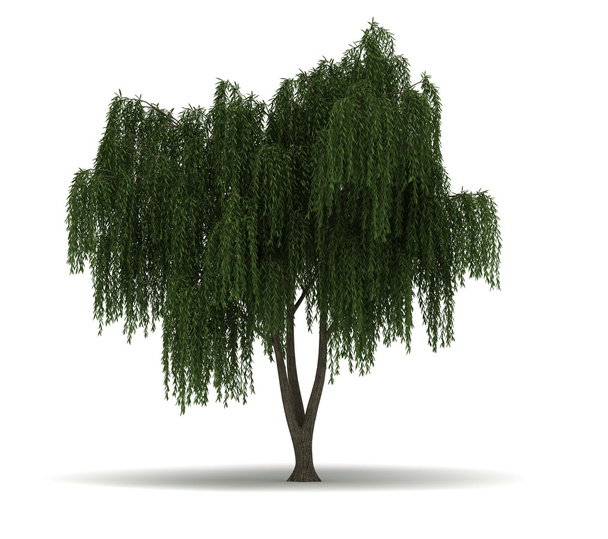 Árvore de salgueiro único
 - Foto, Imagem