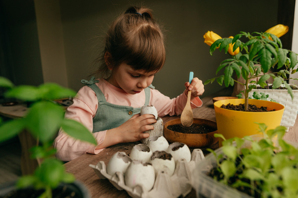 小さな女の子は種を植えるために卵殻に土を入れます。子供と一緒に家の園芸。選択的焦点. - 写真・画像