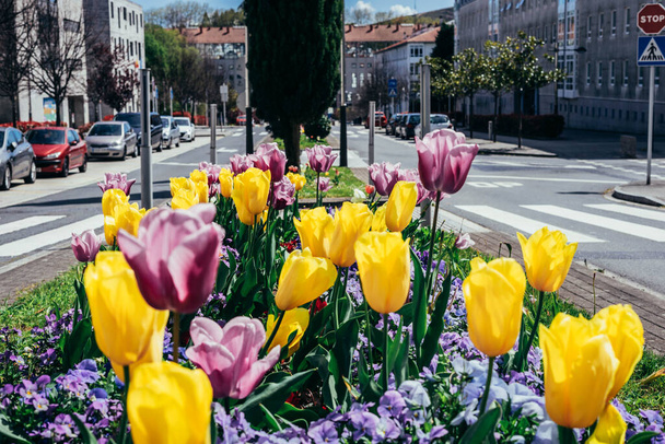 Tulpenbeet im Stadtgarten zwischen zwei Straßen - Foto, Bild