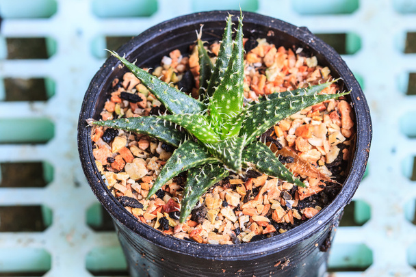 Cactus in Pots - Foto, afbeelding