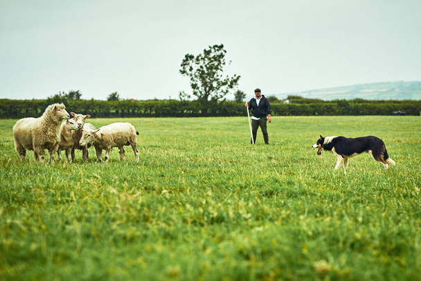 Its a face off. Wide shot of a focused young farmer looking at his dog facing off with tree sheep on a open green field on a farm. - Photo, Image