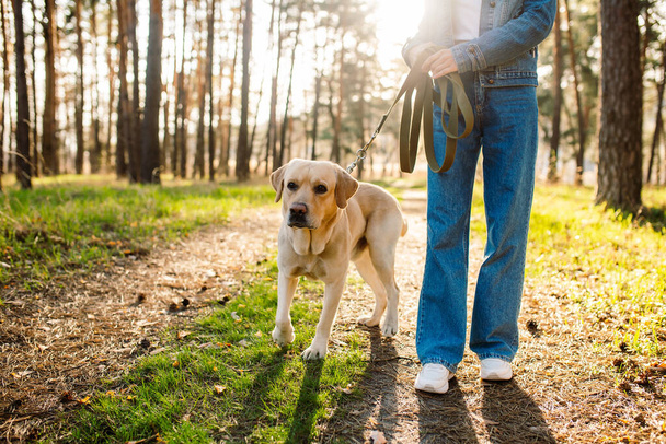 Golden retriever dog with a woman walking outdoors on sunny day. Close-up shot of a labrador walking in the forest with his owner - 写真・画像