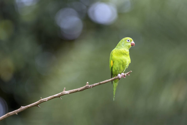 A Plain Parakeet perched on branch in the golden hour. Species Brotogeris chiriri. It is a typical parakeet of the Brazilian Atlantic forest. Birdwatching. birding. Parrot - 写真・画像