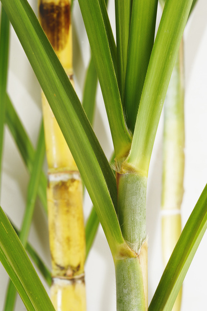 Fresh Sugar Cane - Photo, Image