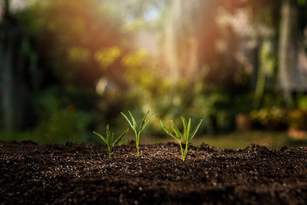 A palánták a gazdag talajból nőnek a reggeli napsütéssel. Fiatal növény nő a napfényben. ökológiai koncepció. - Fotó, kép