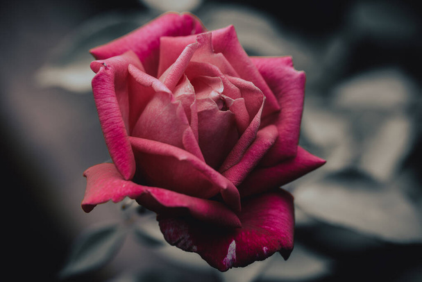 ピンクのバラの花の花弁のマクロビュー。花弁の選択的焦点. - 写真・画像
