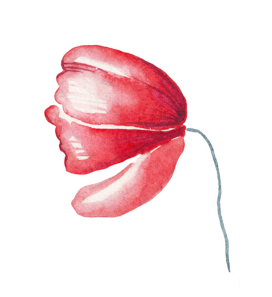 Poppy flower. Watercolor illustration. Hand-painted - Photo, Image