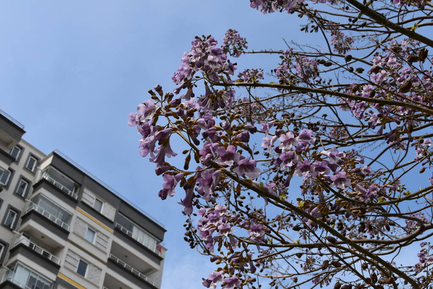 The Paulownia tree in the city - Фото, изображение