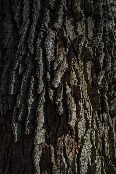 Это текстурированная кора дерева. - Фото, изображение