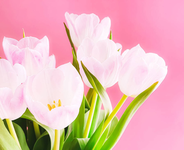 Bouquet di tulipani bianchi su sfondo rosa, bei fiori e concetto di regalo floreale - Foto, immagini