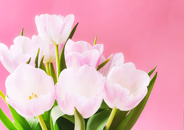Bouquet de tulipes blanches sur fond rose, belles fleurs et concept de cadeau floral - Photo, image