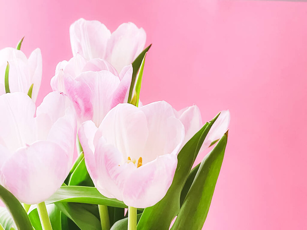 Bouquet of white tulips on pink background, beautiful flowers and floral gift concept - 写真・画像