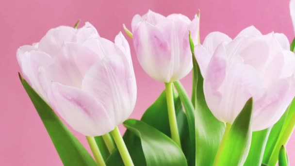 Bouquet of white tulips on pink background, beautiful flowers and floral gift concept - Footage, Video