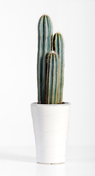 Usine de cactus vert foncé sur pot blanc
 - Photo, image