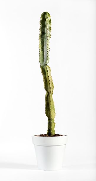 Single Long Cactus Plant on White Pot - Photo, Image