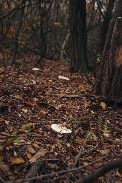 Champignon fresh mushroom in dry fallen leaves. White agaric edible mushrooms in autumn forest. Champignons hunting season. - Zdjęcie, obraz