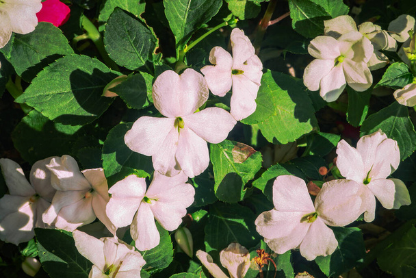 小さなピンクの花は私に触れません直射日光の下で晴れた日に葉を植えません - 写真・画像