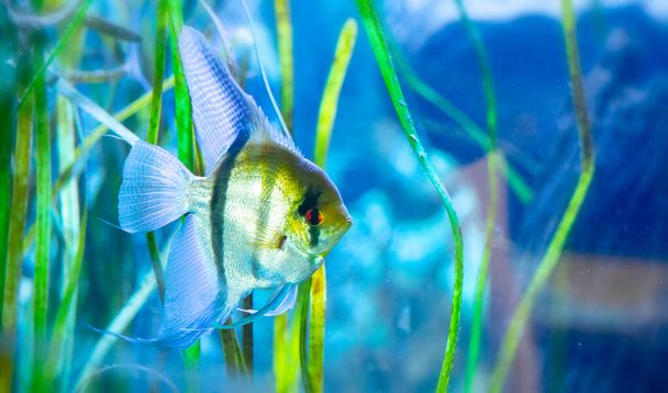 Angel fish swimming between the water plants - Photo, Image