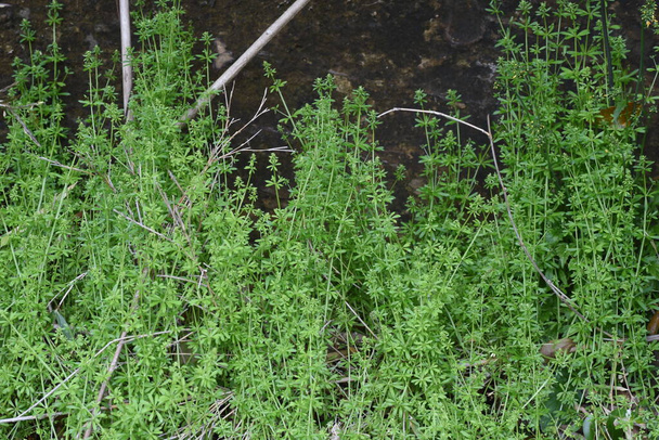 Пойманные цветы (Galium spurium). Однолетние растения Rubiaceae. Маленькие желто-зеленые цветы диаметром 1,5 мм цветут с мая по июнь. - Фото, изображение