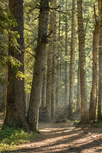 Path through the sunny spruce forest. - Foto, Bild