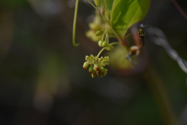 Smilax πορσελάνη (ρίζα Κίνας) λουλούδια. Smilacaceae πολυετή θάμνο αμπέλου. Πολλά χλωμά κίτρινα μπουκέτα συγκεντρώνονται και ανθίζουν από τον Απρίλιο έως τον Ιούλιο. Υπάρχουν αγκάθια στο κοτσάνι και τα φρούτα γίνονται κόκκινα το φθινόπωρο. - Φωτογραφία, εικόνα