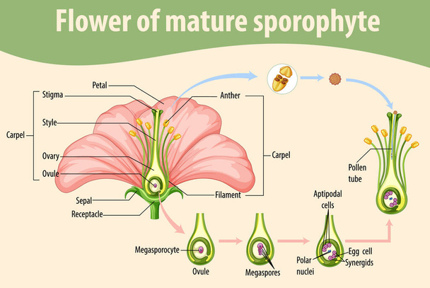 Diagrama que muestra la flor de la ilustración esporófita madura - Vector, Imagen
