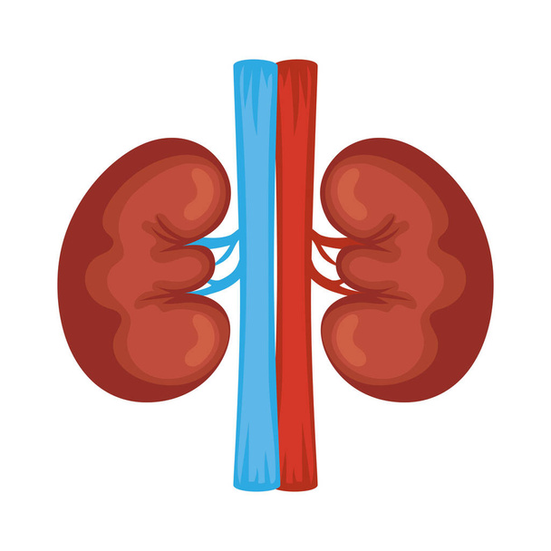 menselijke nieren organen - Vector, afbeelding