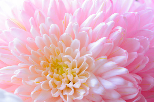 beautiful chrysanthemum flower in the garden - Zdjęcie, obraz