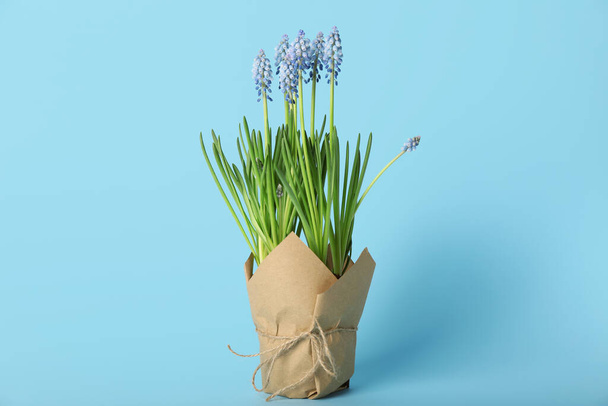 Pot with blooming grape hyacinth plant (Muscari) on blue background - Foto, Bild