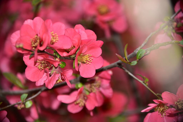 spring blossom, pink flowers on the tree - Fotoğraf, Görsel